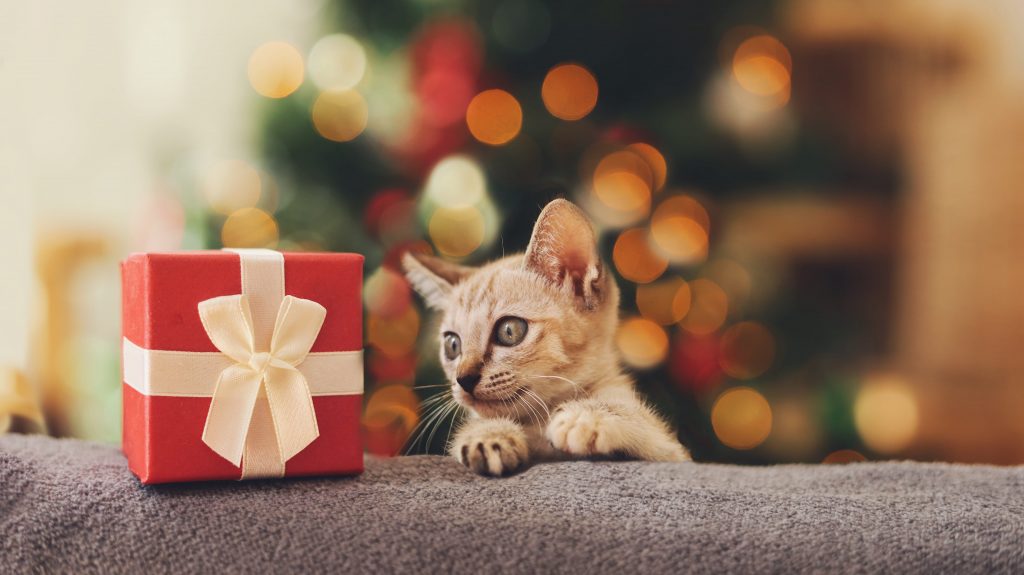 Best Gifts for Your Cats