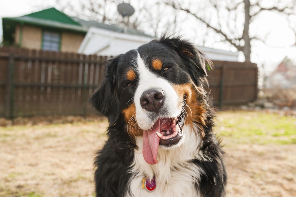 Happy Dog - Virtual Fence