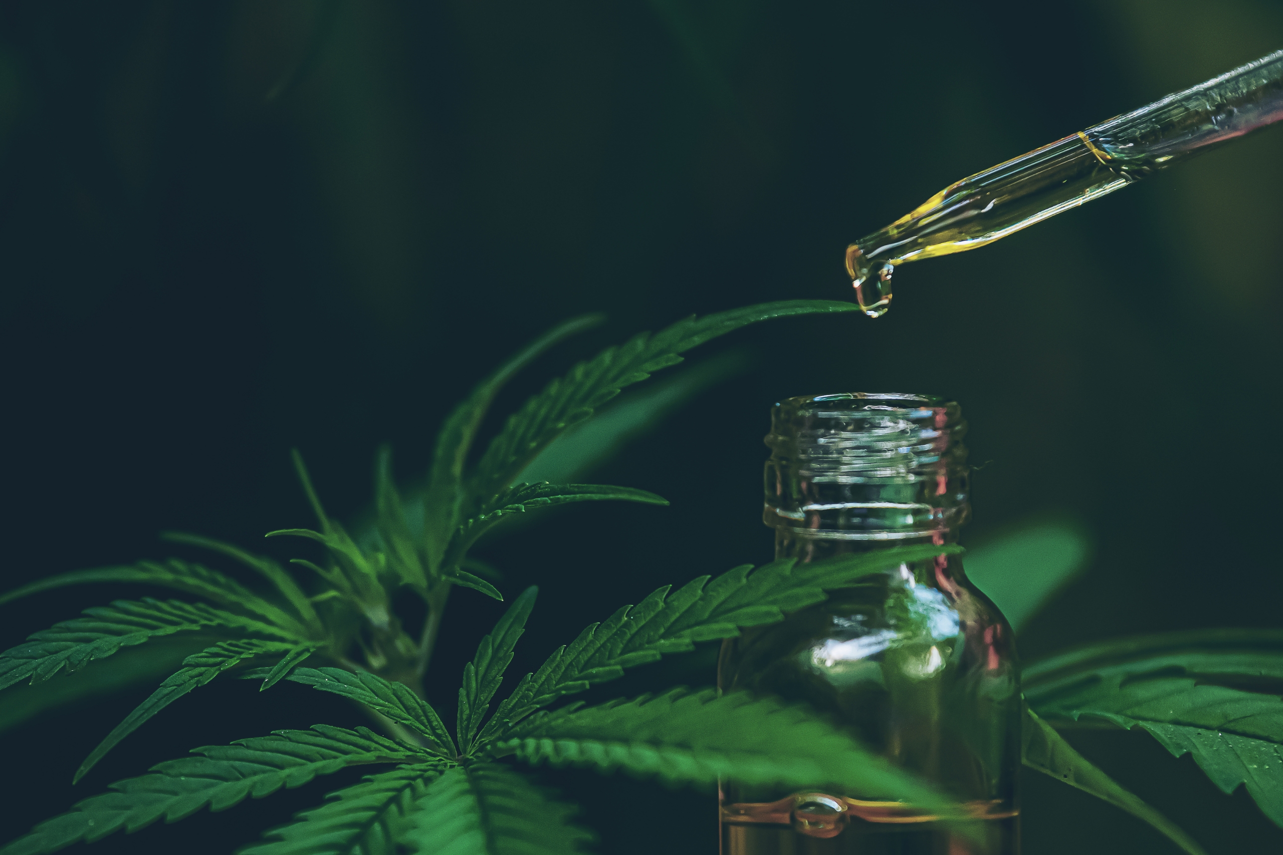 En Grundig Guide Til Å Velge Riktig CBD – Beste CBD Får Du Hos 77cbd